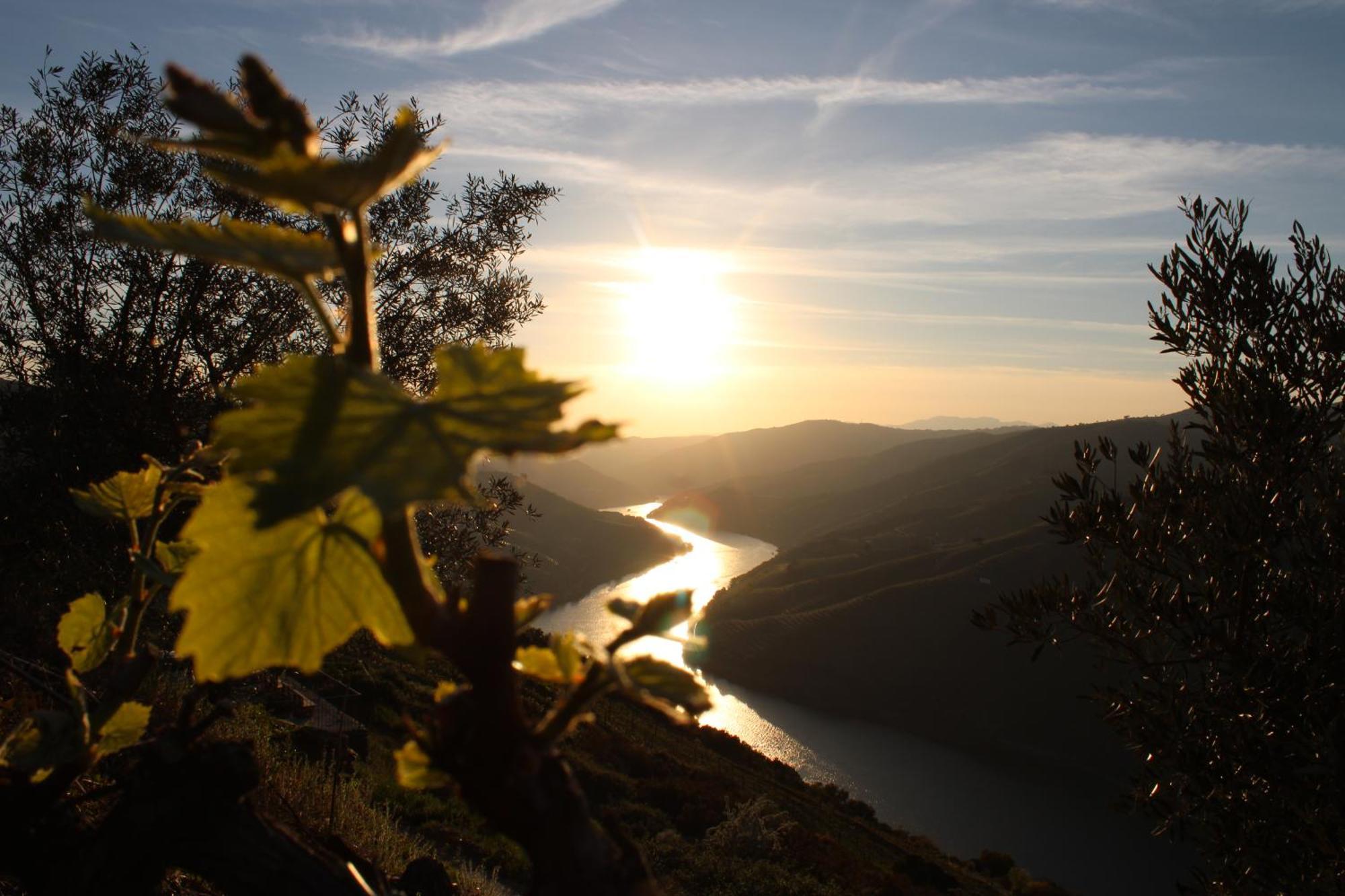 Вілла Socalcos Do Douro House Valenca do Douro Екстер'єр фото